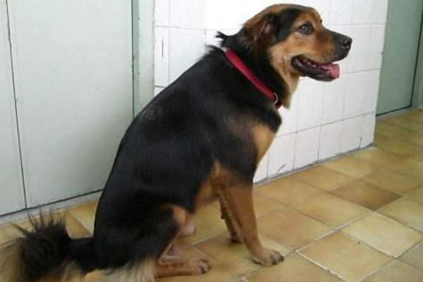 每天都被狗叫吵醒,经常半夜被邻居家的狗叫吵醒