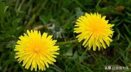 长期用蒲公英泡水喝会怎样,长期用蒲公英泡水喝对肾脏有害吗