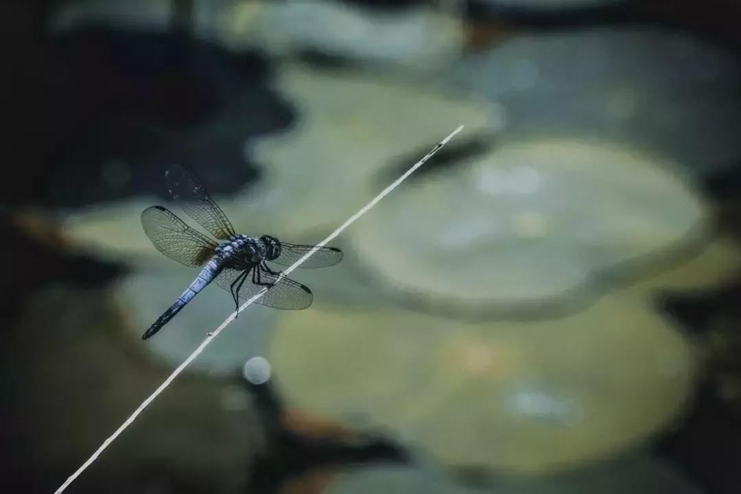 自然驱蚊的最好方法,不伤身体驱蚊方法