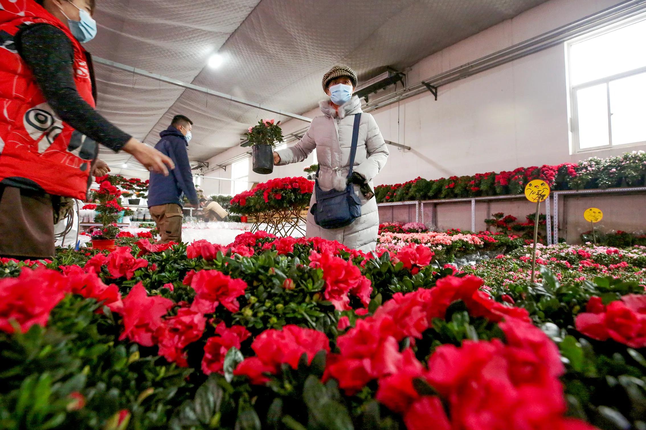 蝴蝶兰为什么是年宵花里最好卖的,蝴蝶兰和仙客来适合新手养殖么