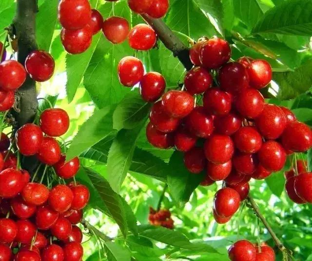 陕西樱桃采摘园大樱桃,西安樱桃采摘基地推荐