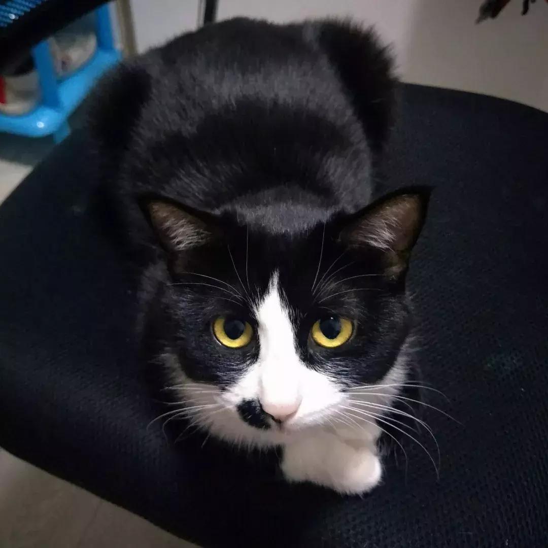 给它们一个家|线上宠物领养日,201903102