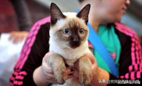 赤道养暹罗猫是不是就不会变黑了,暹罗猫冻黑了是什么原理