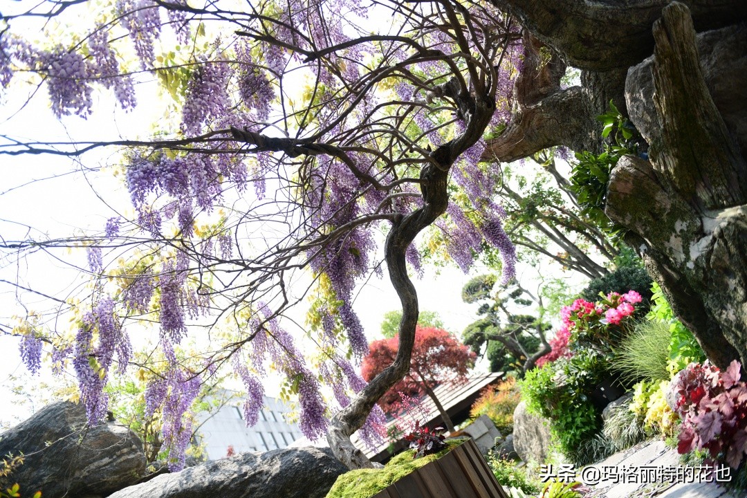 花园里四季常青的树,花园里四季都绿的植物