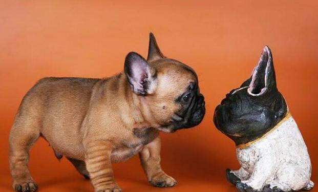 斗牛犬为什么这么多人养,斗牛犬好养吗一定要记住这些