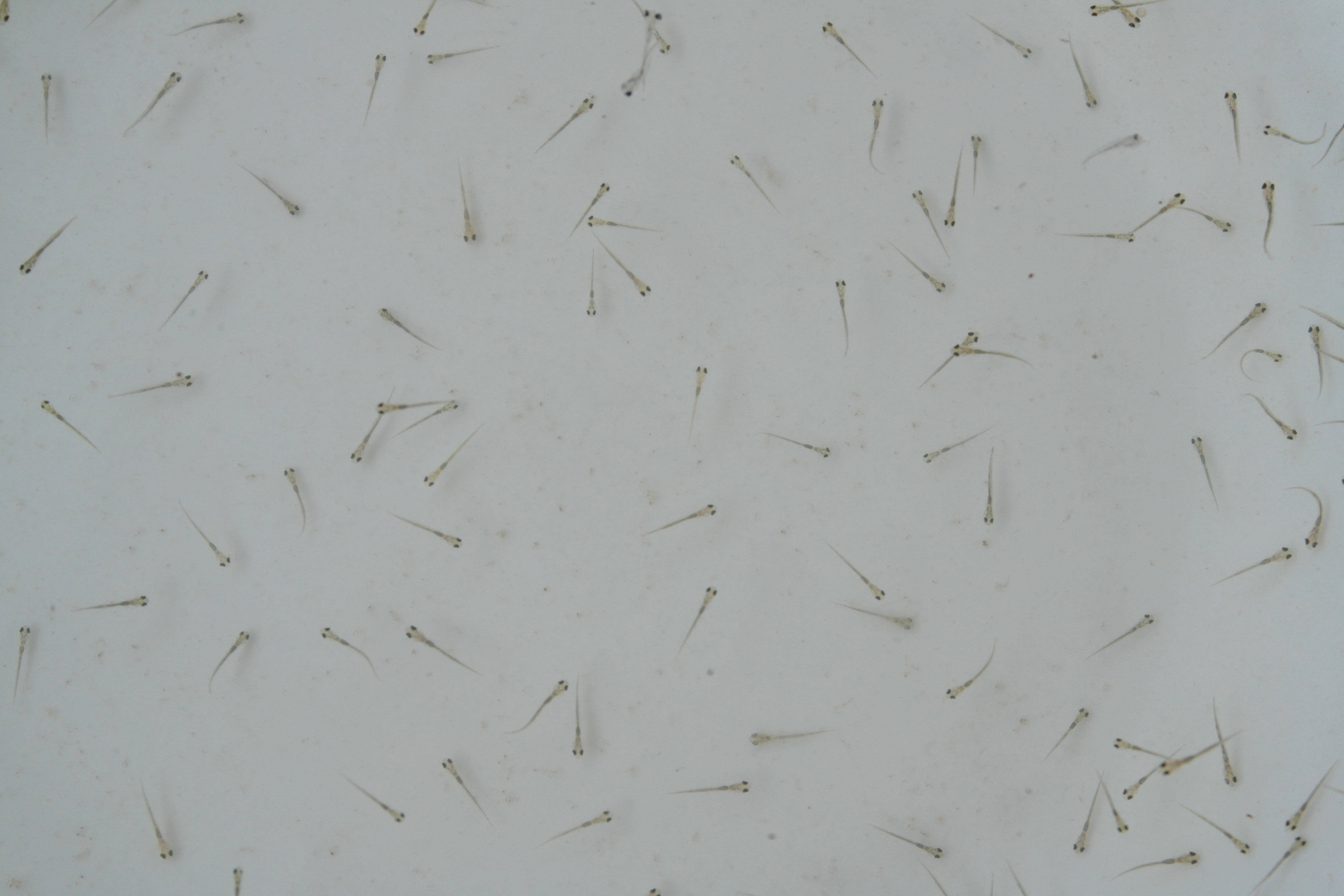 水花鱼苗是什么样子,如何识别水产用小球藻真伪