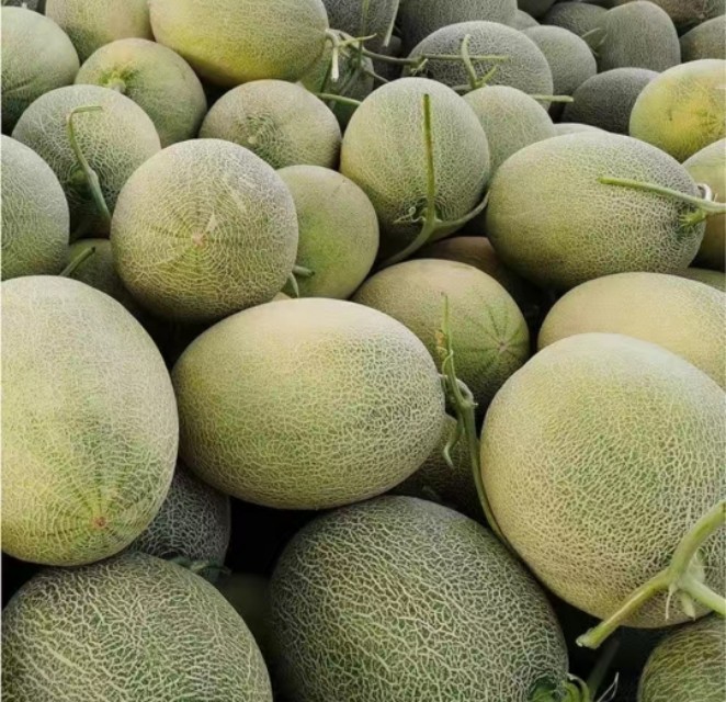 新疆吐鲁番火焰山脚下的哈密瓜,新疆葡萄沟吐鲁番的火焰山