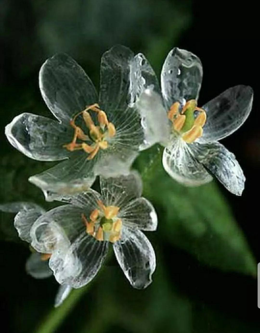 神秘变色花：一下雨就隐形又透明，芳踪难觅！和你捉迷藏的美人花