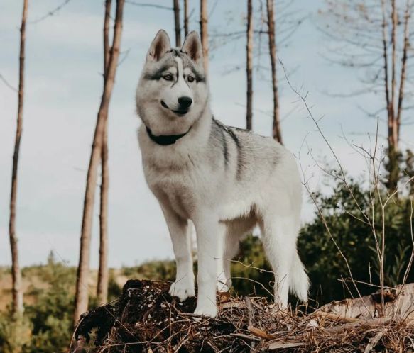 俄罗斯名犬中亚牧羊犬,俄罗斯西伯利亚雪橇犬