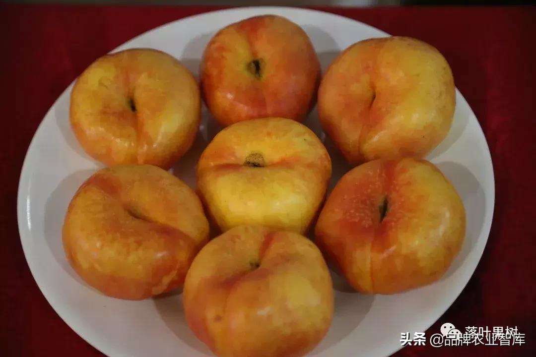 黄蟠桃和黄油蟠桃哪个更好,黄油蟠桃2019