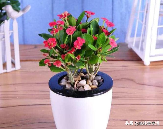 哪20种花有毒,十种花有毒不宜在家养