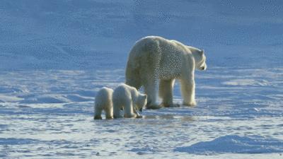 北极熊捕杀海豹的视频,北极熊捕杀海豹的真实过程