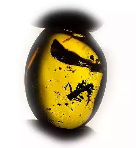 蜜蜡品种对照表,蜜蜡的分类大全