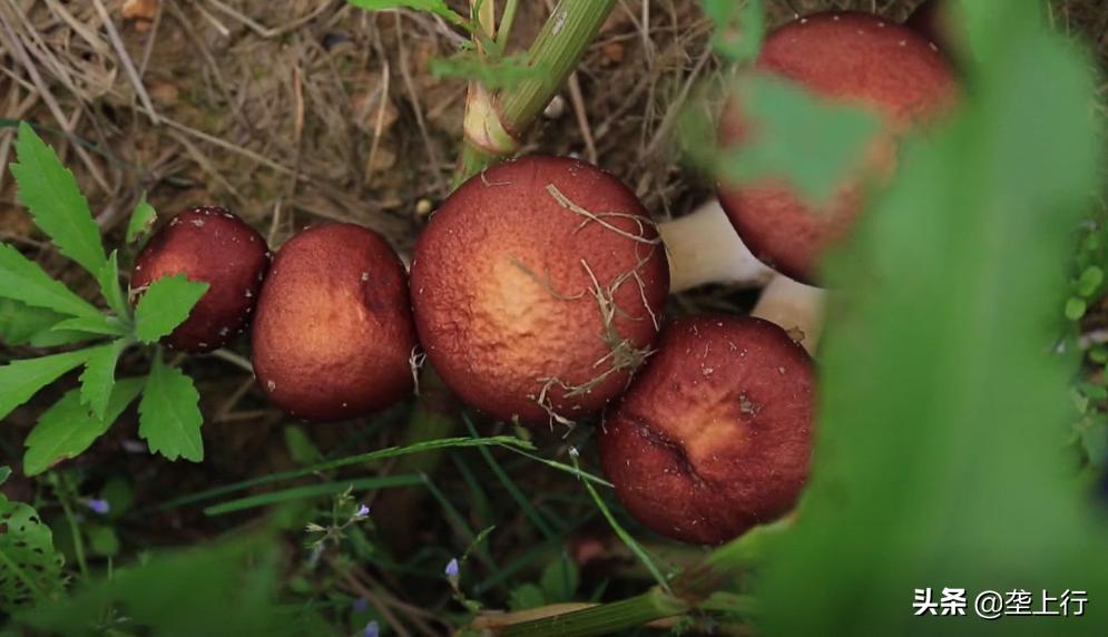 大球盖菇与松茸干货识别,大球盖菇干品