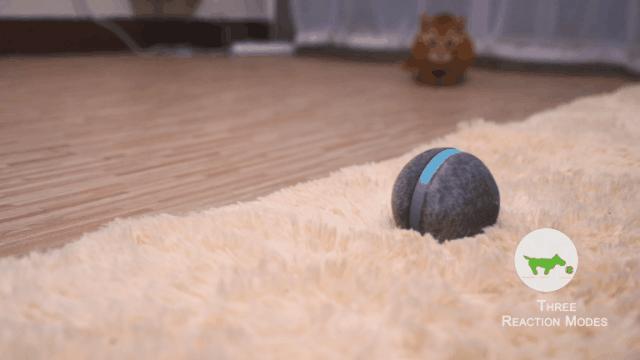 100%智能的小球，在寒冷的冬季撩猫逗狗