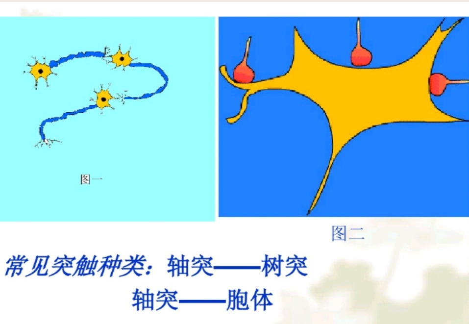 高中生物神经调节与体液调节关系,高中生物兴奋的传导与传递