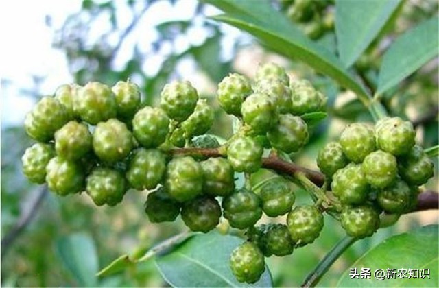 花椒病虫害的生物防治措施学习班,花椒种植管理技术与病虫害