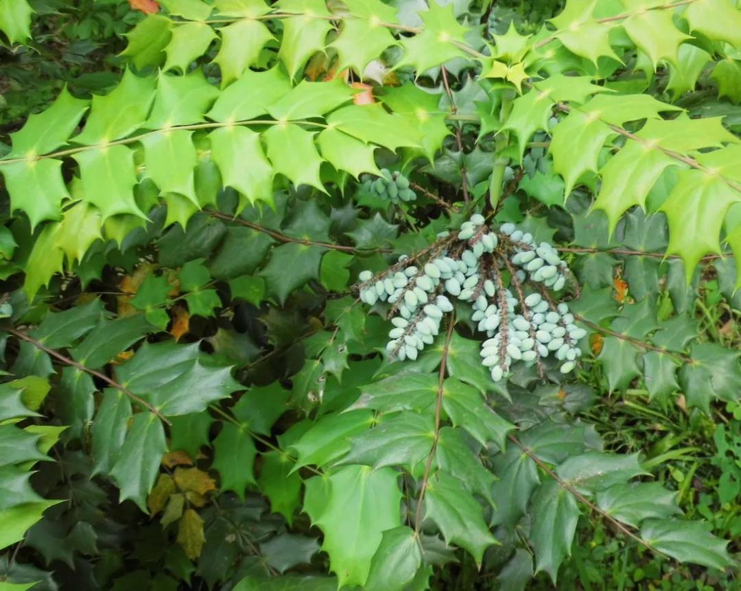 冬天能扦插蟹爪兰放室内还是室外,这4种花现在扦插最容易生根杀菌