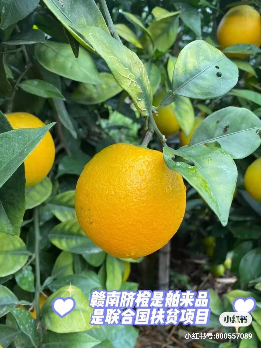 走进赣南脐橙,附近的赣南脐橙