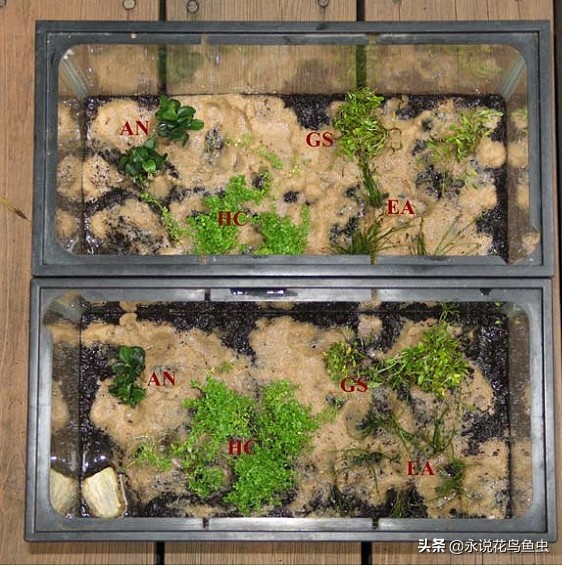 无水二氧化碳水草缸,1米半水草缸怎么设置