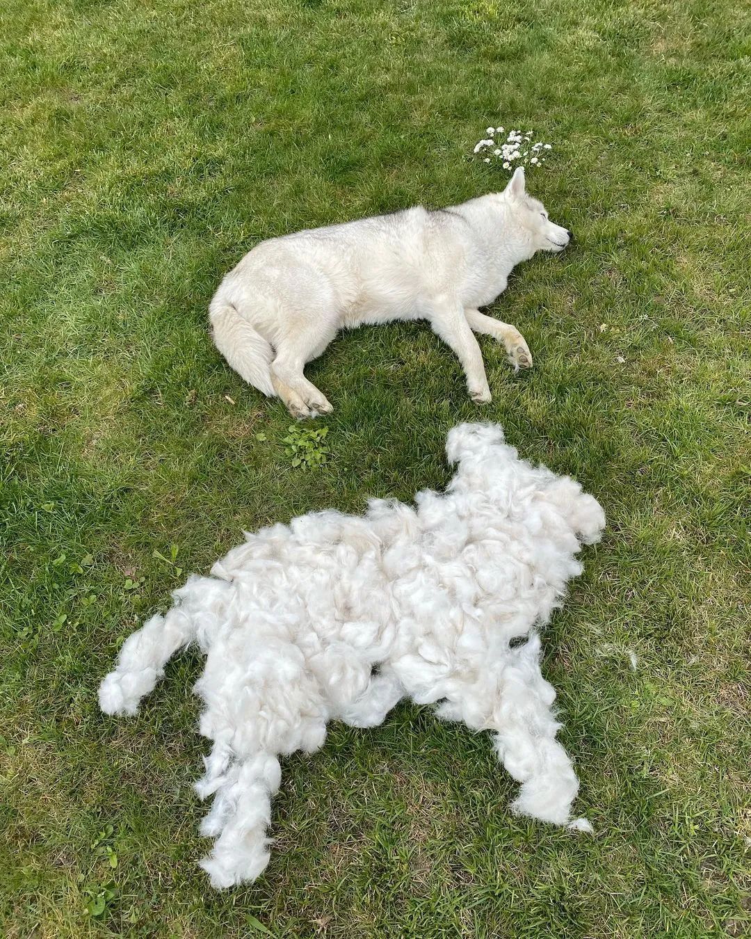 这5种狗你都敢养,建议新手便宜养的10种狗