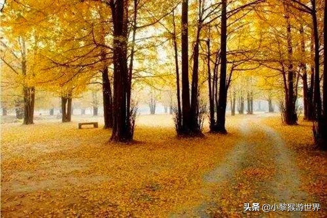 苏州秋季旅游攻略十大必去景点,11-12月份苏州旅游景点推荐