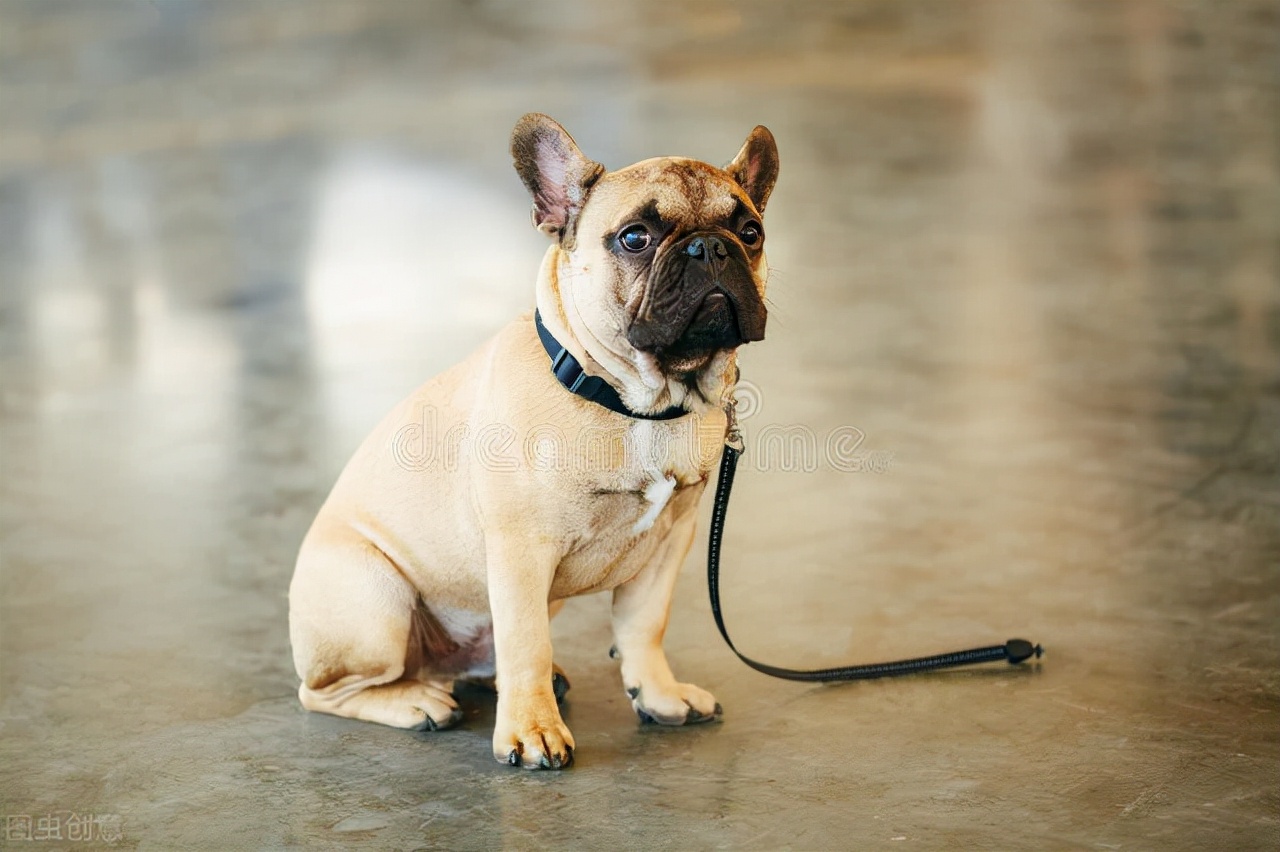狗狗呕吐拉血便不吃饭没精神,狗狗拉水样便怎么办