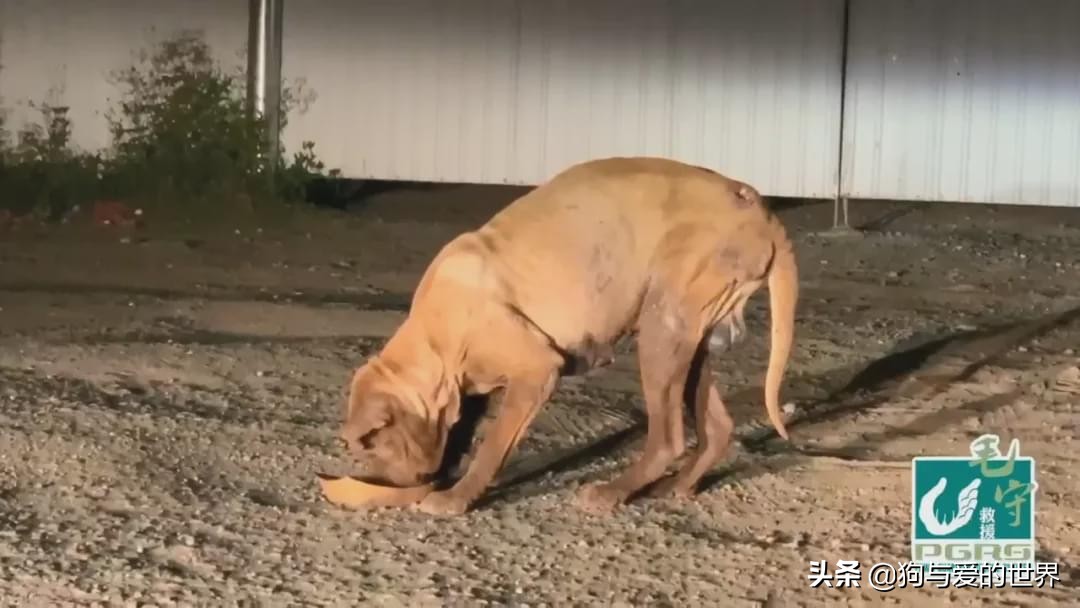 主人狠心抛弃刚生完的狗,养了6年的狗被主人抛弃