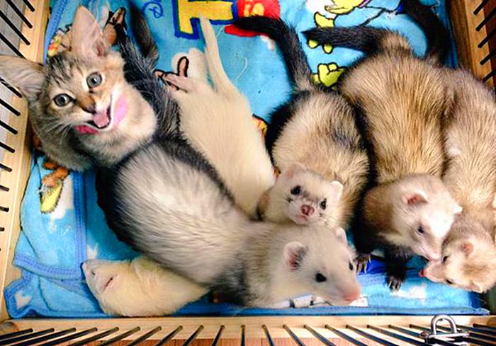 猫也会被带歪！跟着雪貂混日子，流浪猫都活成了“貂样”