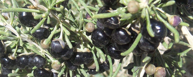 黑枸杞种植条件,黑枸杞种植的方法