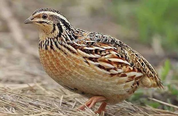 我是成都人，还能吃兔头吗？我妈常做奶汤野生鲫鱼，能吃不……牛蛙、火鸡、竹鼠，这些还能再吃吗？