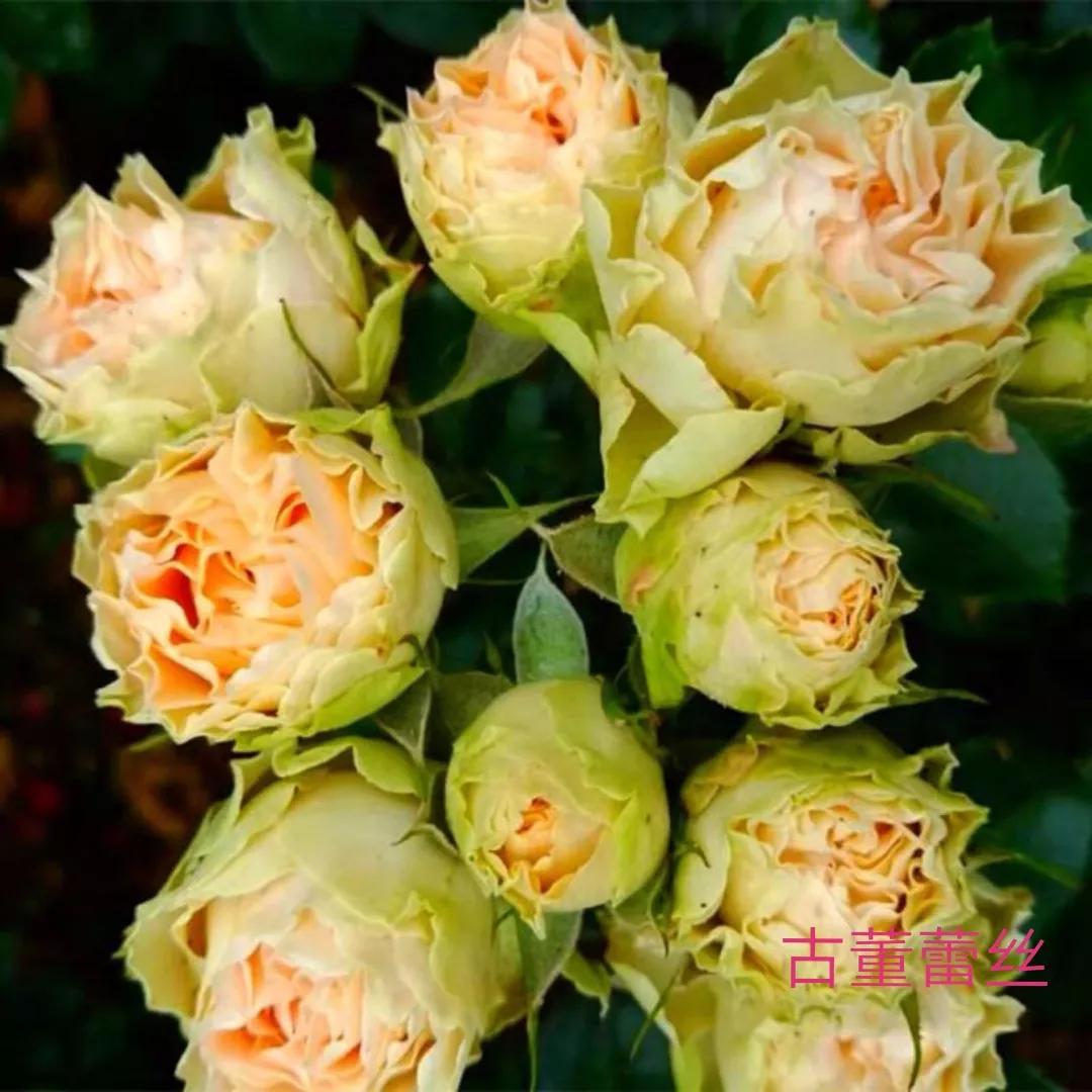 切花火焰月季的优缺点,常见切花月季一览