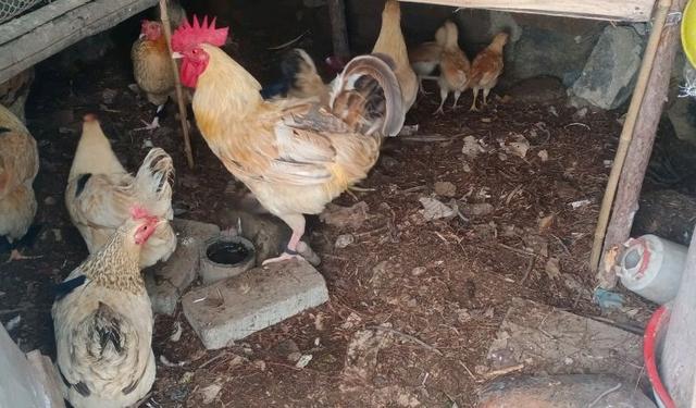 现在养鸡的成本和利润大概是多少,养鸡技术大全及利润