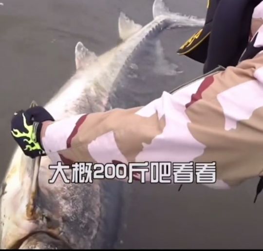 最大的鳇鱼多少斤,目前发现最大鳇鱼