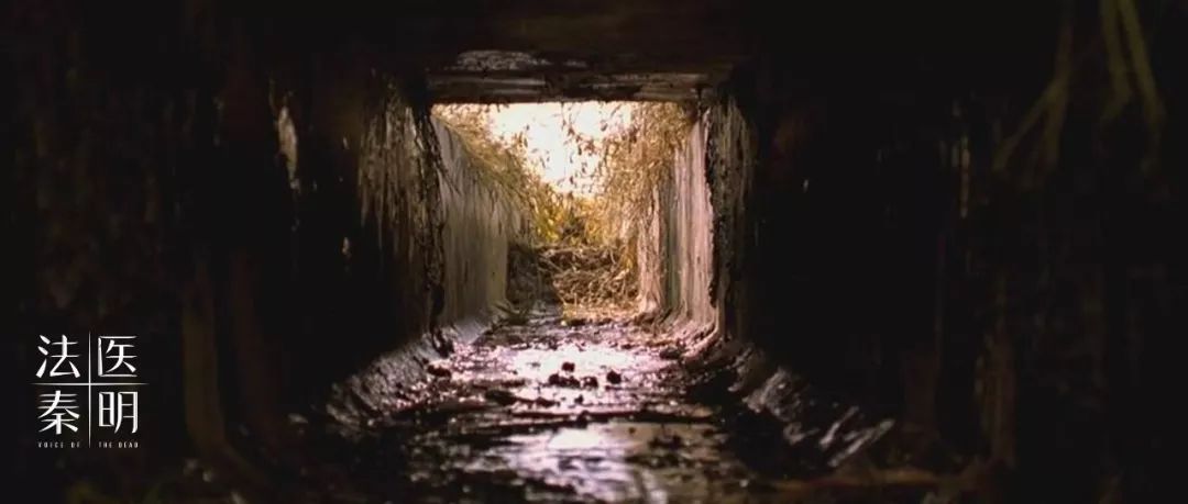 2019年影响力最高的十篇更新，最让你感到震撼的是哪一篇？