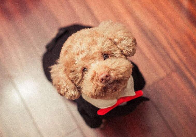 养泰迪犬不可以吃什么,养泰迪怎么不让它叫呢