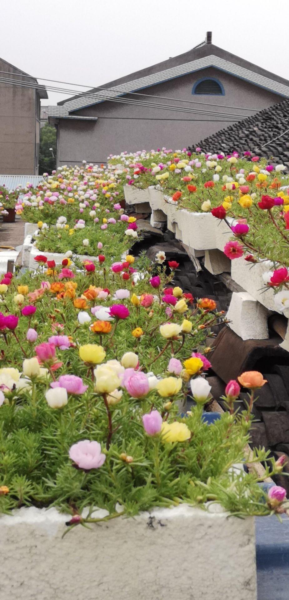 家里养的花怎么养才能旺,家庭养什么花好养不愿死