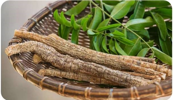 高丽参牛大力泡酒,花旗参牛大力