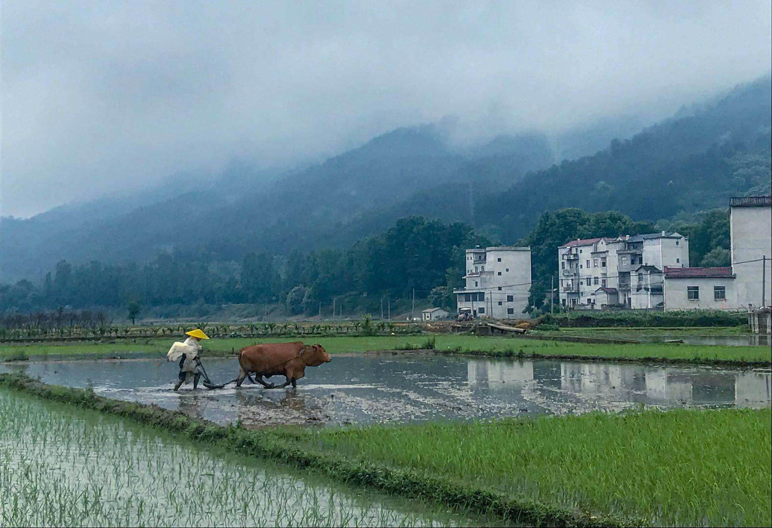 米酒赠勇士，福泽众乡亲——湖北麻城老米酒之乡抗疫探访录