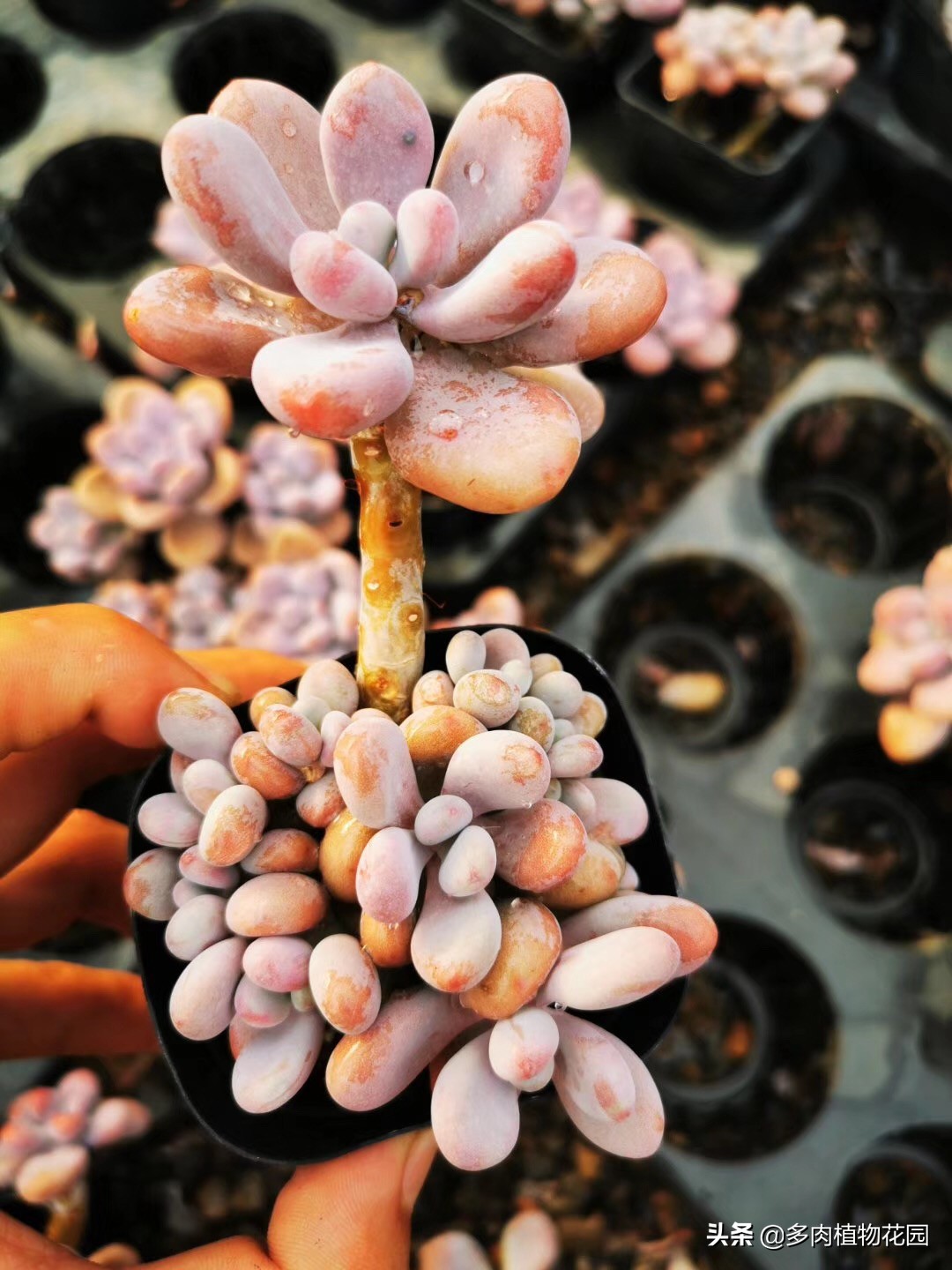 多肉要怎么才容易出状态,秋季阴雨天气多肉怎么养护