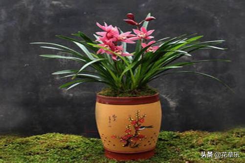 蕙兰叶子怎样塑形,蕙兰怎么养才开花多