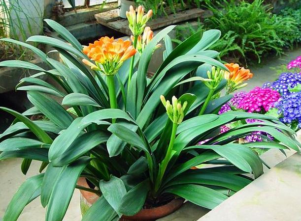 夏季君子兰烂根的补救方法,君子兰烂根夏天怎么处理用多菌灵