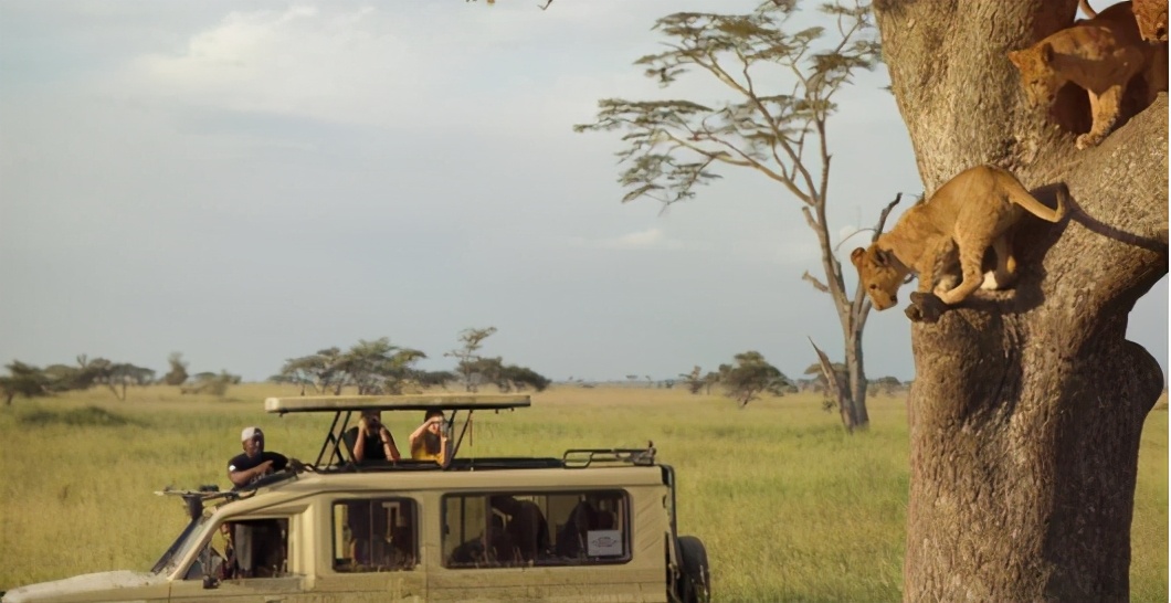 去非洲草原，要怎么做，才能不被狮子吃掉？