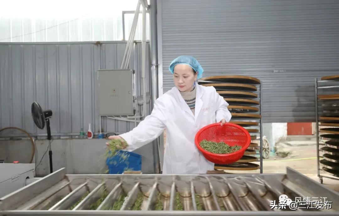 侗乡赶制早春茶,春茶上市喝真茶还是套路