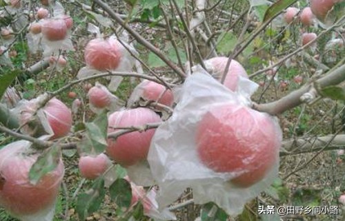 种植苹果树的管理技术,苹果树怎么种植视频