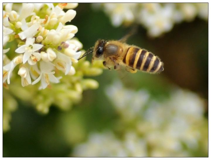 童瑶吃鲱鱼罐头,乡村美食童谣完整版