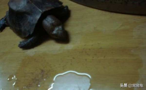 龟溺水全身僵硬还能救回来吗,龟溺水的特征