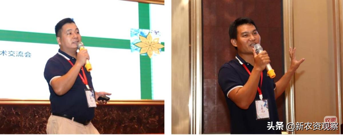 海南反季节芒果催花为何会催出芽,芒果催花后冒浆是花还是芽