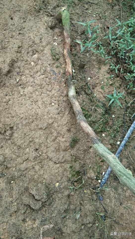 百香果茎基腐烂防治方法,百香果茎基腐病防治