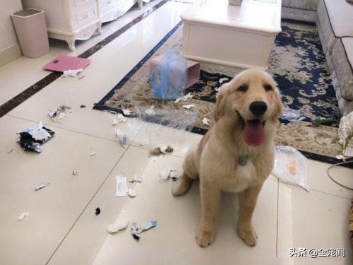 狗狗异食癖吃什么微量元素,狗狗异食癖是什么意思